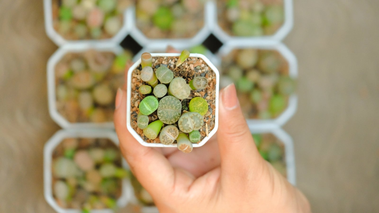 15 Succulents You Can Grow From Seed