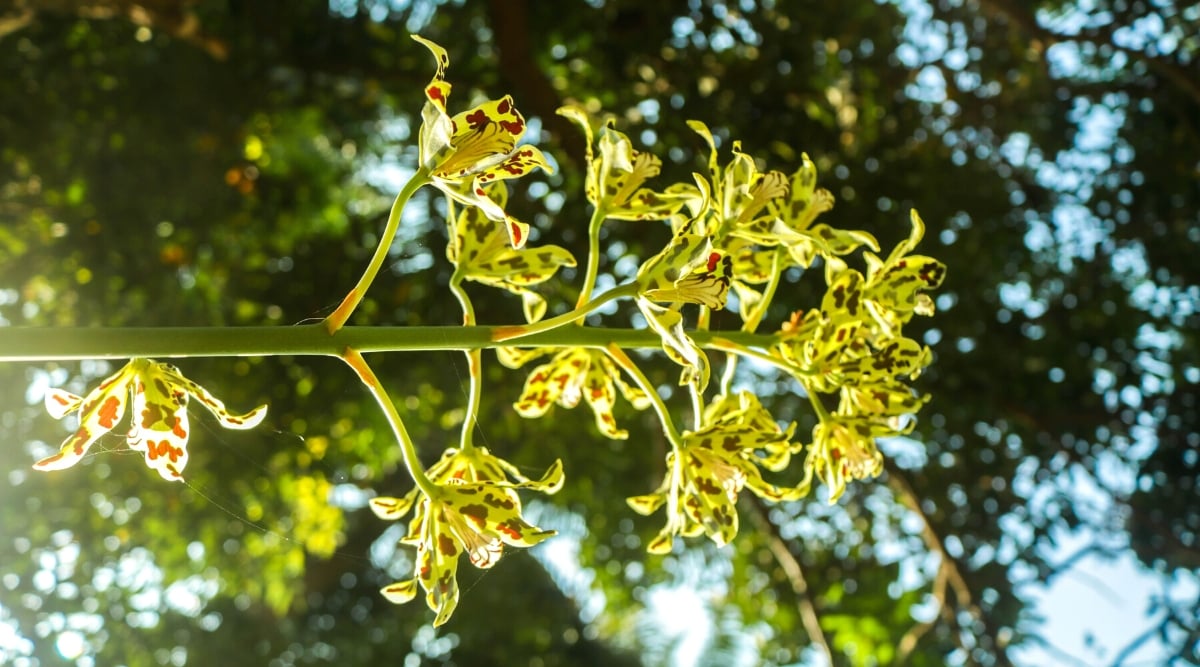 A shot of a stem with multiple Grammatophyllum speciosum blooms appearing to have patterned petals placed somewhere with warm sunlight