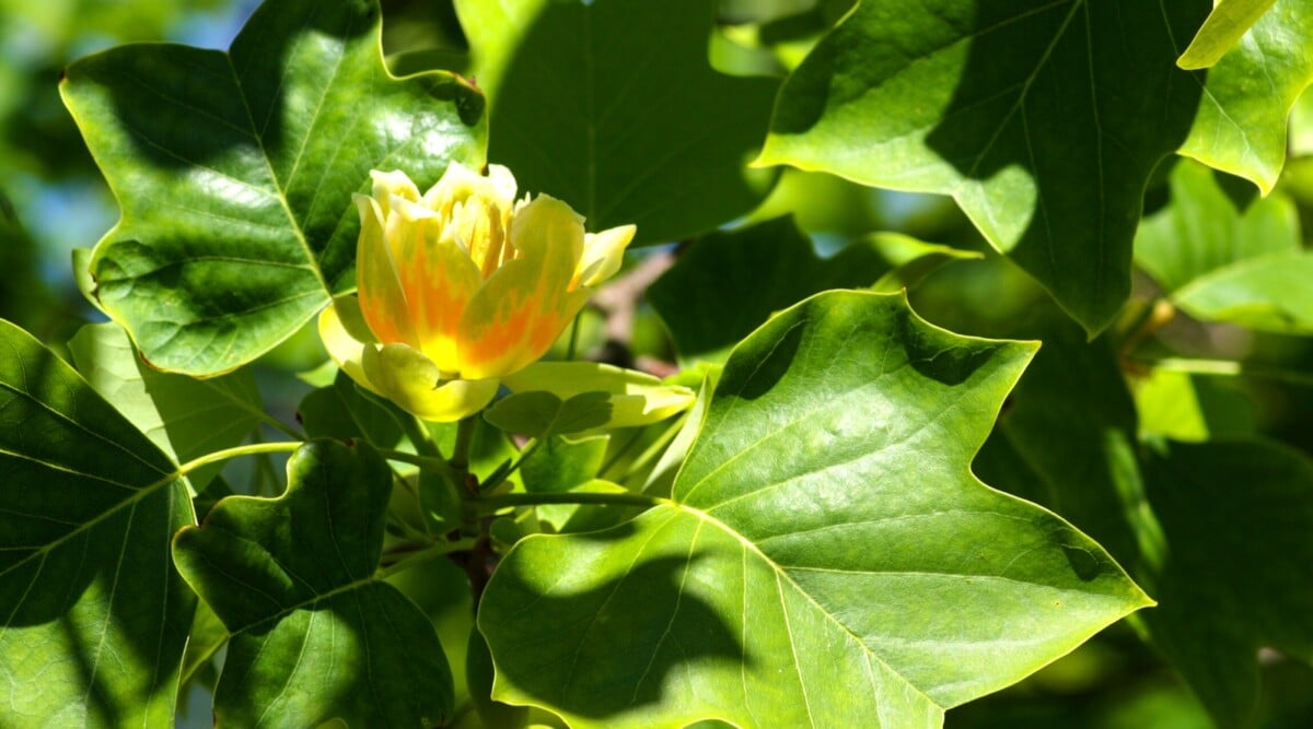 Close-up of a flowering Liriodendron tulipifera tree, commonly known as the Tulip Tree, in a sunny garden. The unique, lobed leaves are glossy green and shaped like tulip flowers, showing a distinctive silhouette. The tree produces tulip-shaped flowers with greenish-yellow petals and orange markings.