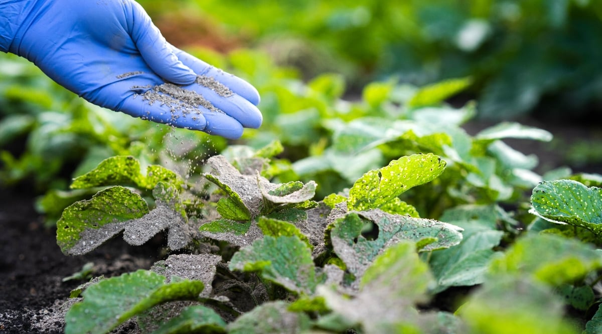 Close-up of a woman's hand in a blue glove sprinkles ash on radish seedlings in the garden. The radish plant consists of a cluster of basal leaves that form a rosette close to the ground, each leaf composed of several deeply lobed leaflets.
