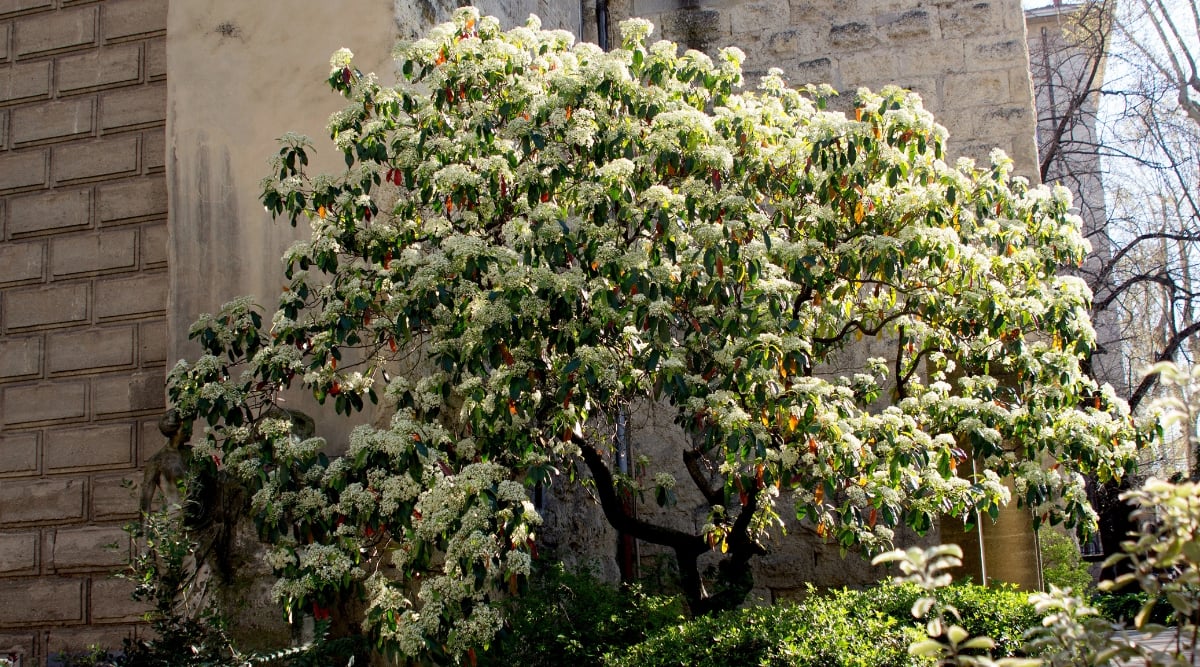 A close-up of Japanese Tree Lilac showcasing its delicate white flowers. The green leaves and brown branches add texture, contrasting with a backdrop of a substantial bricked wall, creating a serene and natural composition.