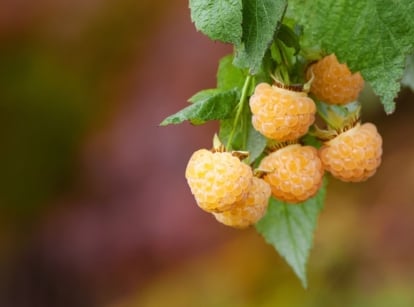 A close-up shot of a small composition of clusters of golden yellow fruits alongside green foliage, showcasing raspberry varieties