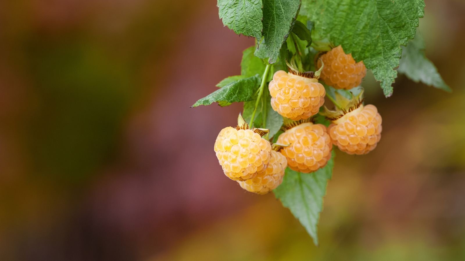 21 Best Raspberry Varieties For Home Gardens, image size:1600x900