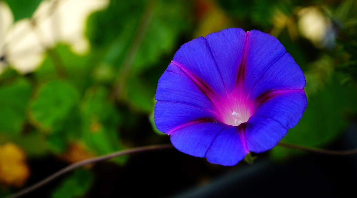 A close-up of a morning glory flower reveals delicate blue petals in intricate detail. The blurred background gently showcases lush foliage, adding depth and contrast to the stunning floral composition.
