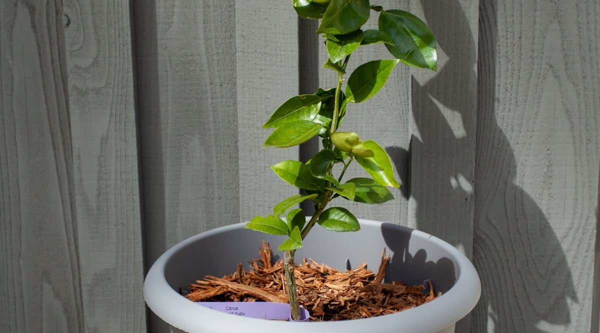 Against the backdrop of a gray wooden wall, a yuzu plant resides in a simple, elegant gray pot. The plant's leaves are lush and vibrant, basking in the warm glow of the sun.