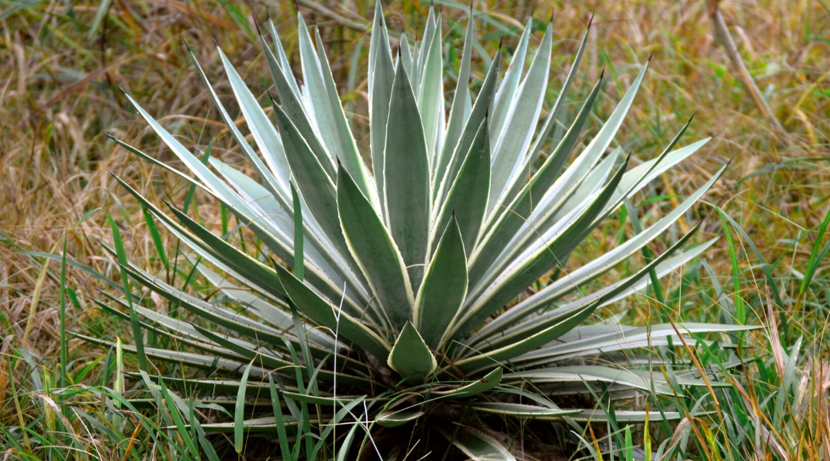 Close-up of an Agave in a sunny garden. Agave, a succulent plant, is characterized by its striking rosette of thick, fleshy leaves with sharp spines along the edges. These leaves have a blue-green hue.