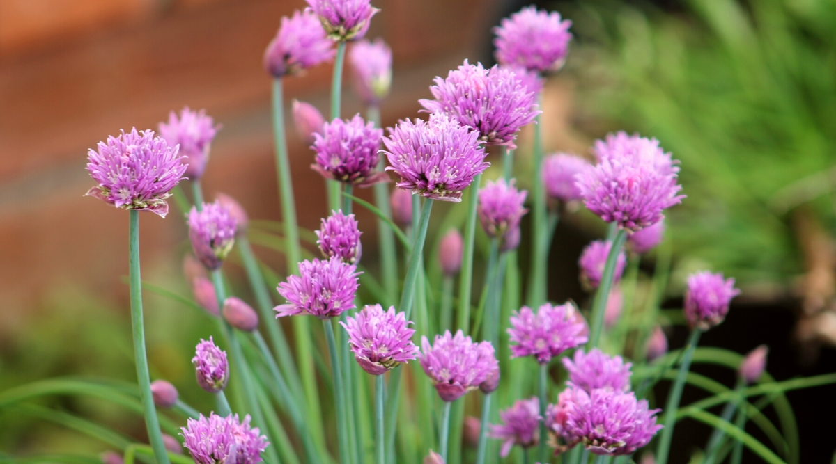 Close-up of blooming Chives in a garden. Chives, a member of the onion family, feature slender, hollow leaves that grow in dense clumps from a small bulb. The leaves are bright green. Chive plants produce round, purple-pink flower heads atop tall stalks.