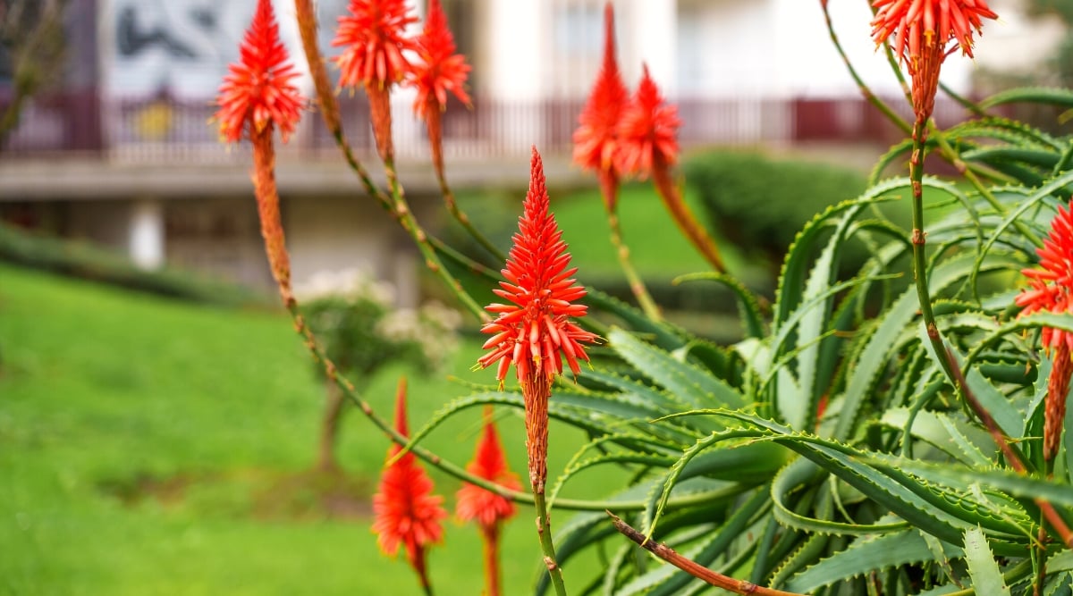 Close-up of a blooming Aloe Vera in the garden. It features rosettes of thick, fleshy, lance-shaped leaves arranged in a spiral pattern, with serrated edges and a gray-green coloration. Aloe vera produces tall, slender stems topped with vibrant red tubular flowers that emerge in clusters.