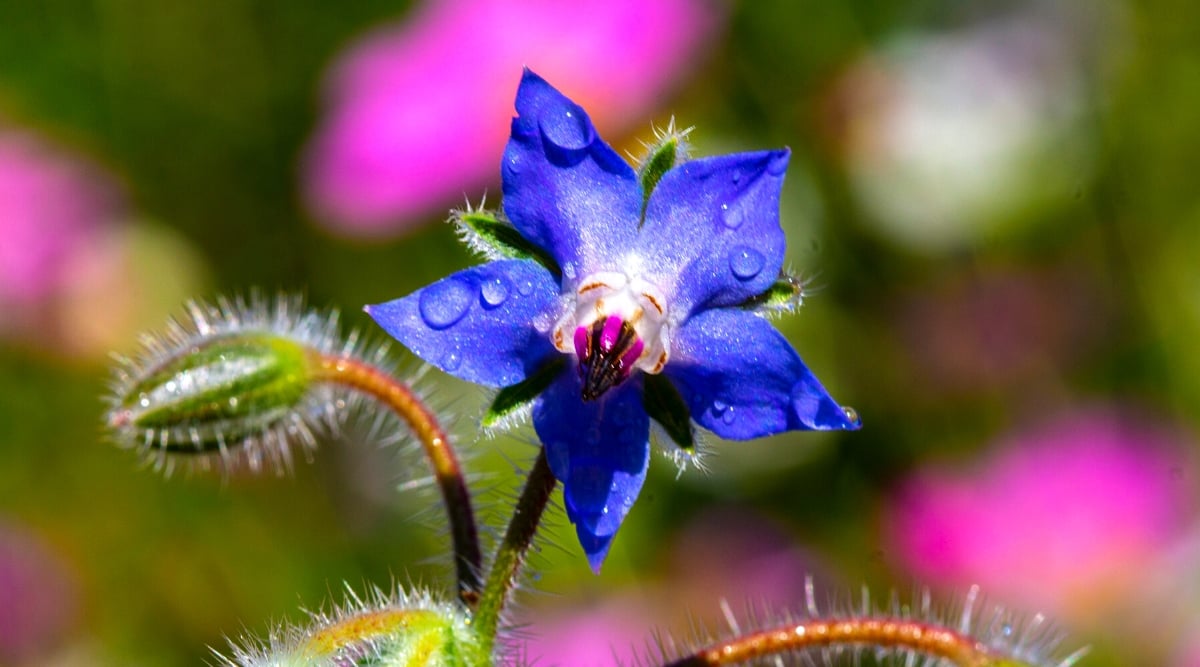 A close-up of a blue borage flower, its delicate petals adorned with glistening water droplets, catching the warm rays of sunlight. Nestled beside it, fuzzy buds promise future blooms.
