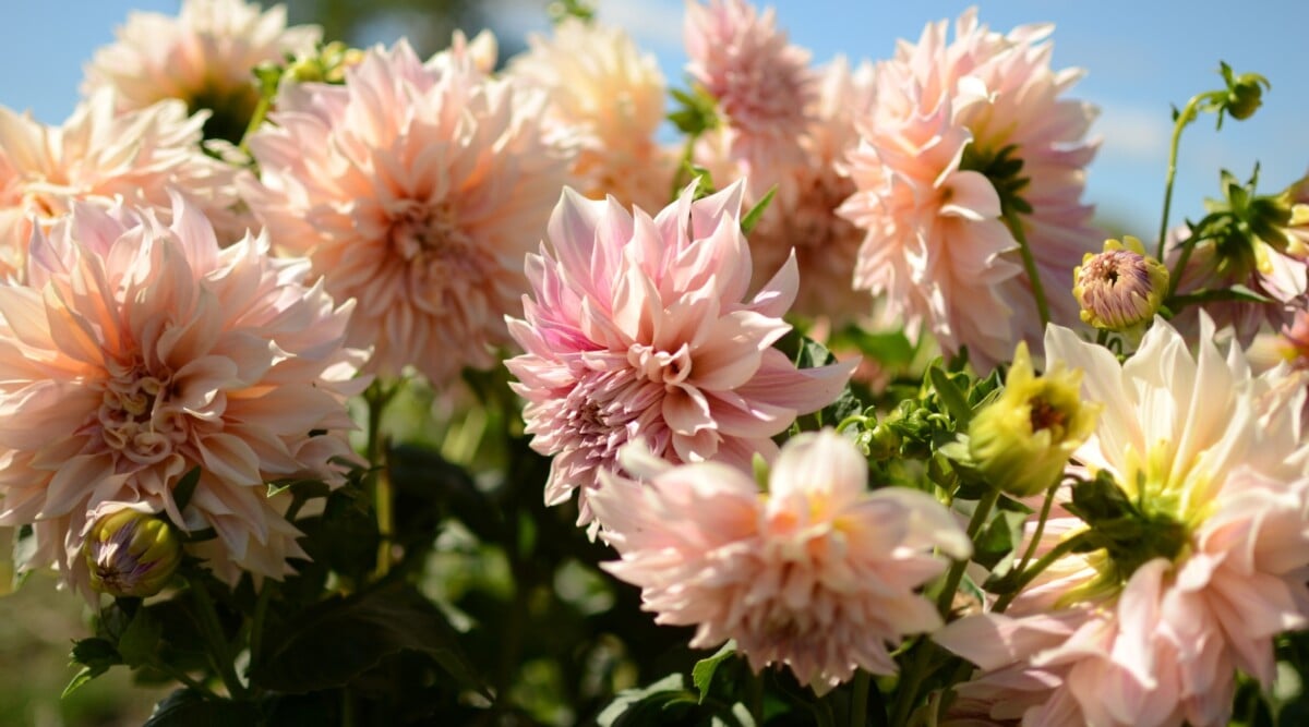 Numerous dahlias and lush green foliage illuminated by the sun's warm glow. The dahlias boast soft pink petals arranged in multiple layers, creating a delicate and inviting display of natural beauty.