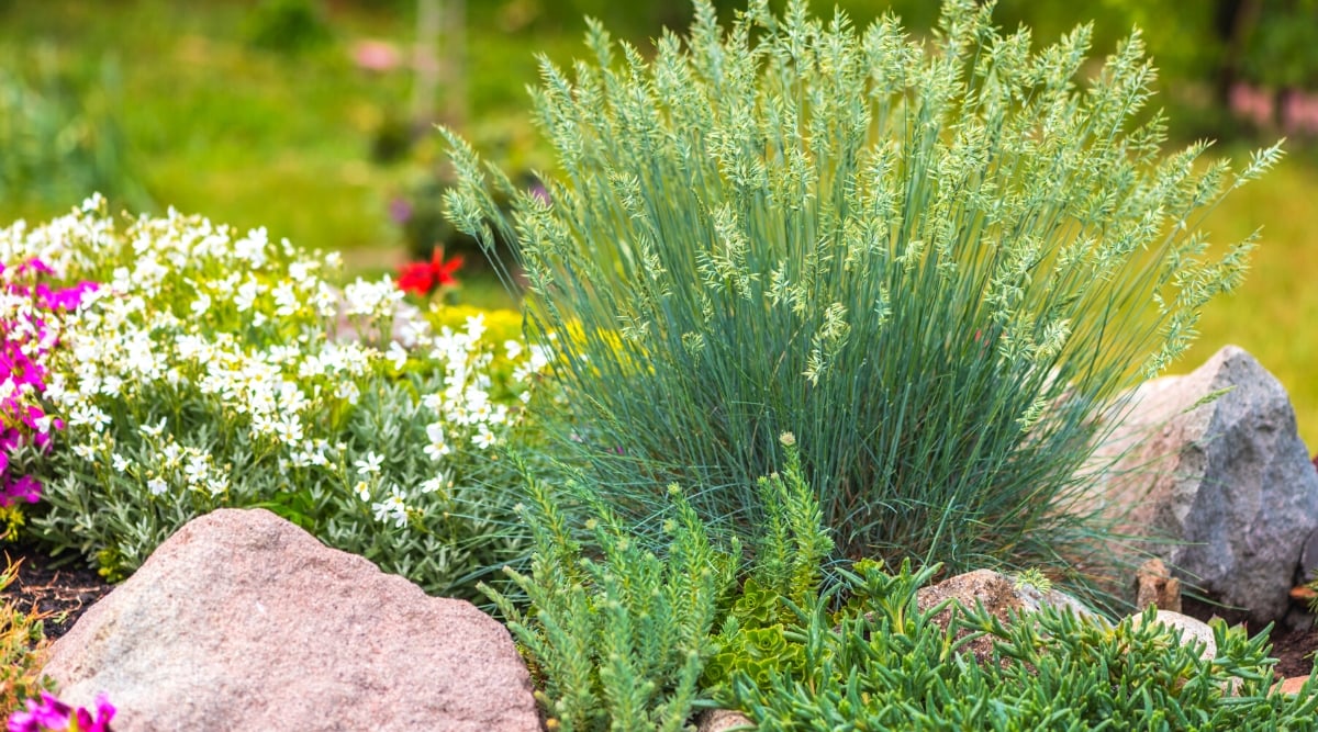 View of a flower bed with plants such as Festuca glauca, Cerastium tomentosum, Hebe Green Globe and Carpobrotus acinaciformis. Festuca glauca, commonly known as blue fescue, is a compact ornamental grass. It forms dense clumps of fine-textured, silvery-blue foliage. It produces inconspicuous, straw-colored flowers on slender stems rising above the foliage. Cerastium tomentosum, commonly known as snow-in-summer, is a low-growing perennial ground cover that forms dense mats of silvery-gray foliage comprised of small, oval-shaped leaves densely covered in fine hairs. The plant produces abundant small star-shaped white flowers.