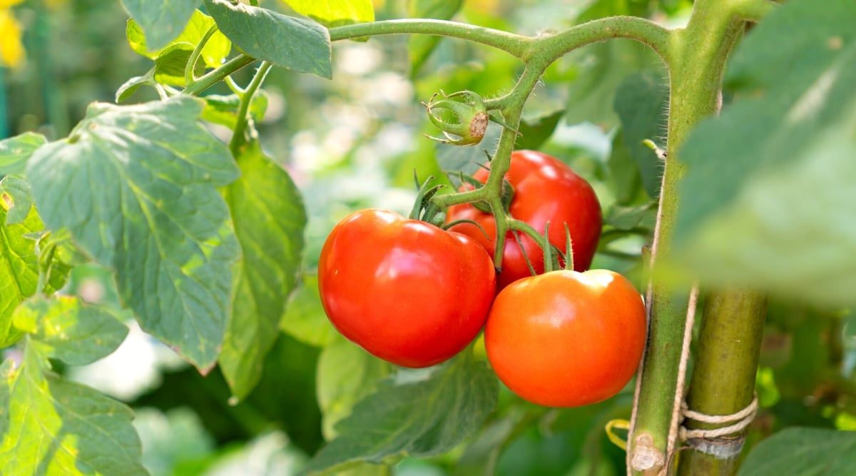 Close-up of ripe tomatoes in the garden. The tomato plant has a sturdy central stem with sprawling branches that support a lush canopy of dark green, serrated leaves. The plant produces a cluster of medium round fruits of bright red-orange color with thin shiny skin.