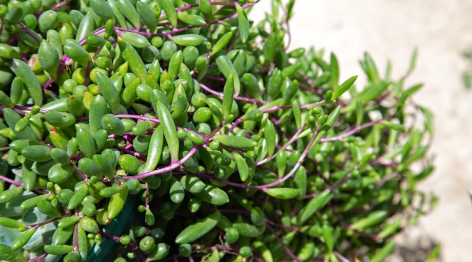 How to Plant, Grow, and Care For String of Rubies