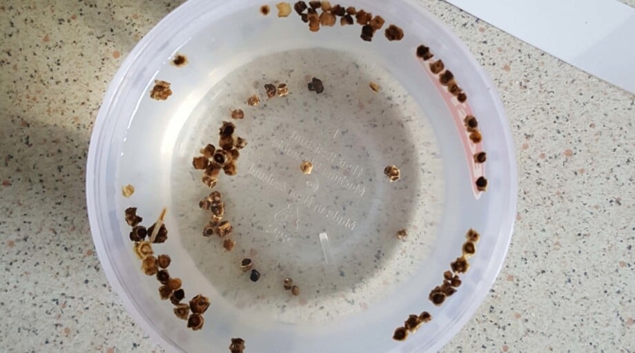 13 Seeds You Should Soak Before Planting