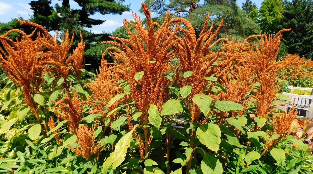 Brown and elongated amaranth flowers bask in the warm sunlight. Beneath, verdant leaves of the same plant stretch out, absorbing the golden rays, creating a vivid scene of nature's beauty.
