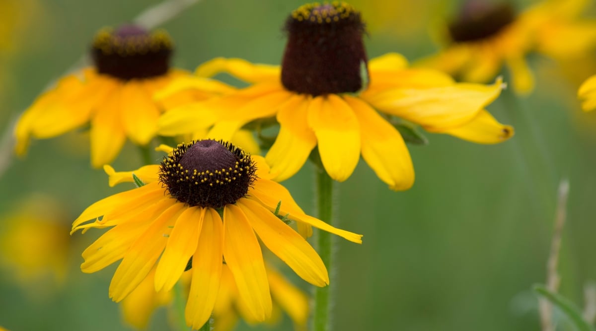 A close-up of black-eyed Susan flowers, their petals gleaming in radiant yellow hues. At the heart of each blossom lies a dark, button-like center, accentuating the flower's striking contrast and natural beauty against the backdrop of greenery.
