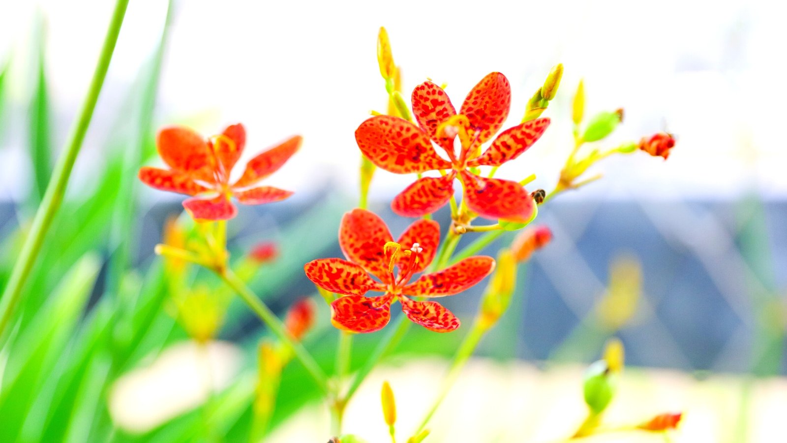 How to Plant, Grow, and Care For Blackberry Lilies