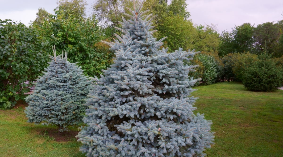 A close-up captures the intricate details of two Blue Spruce trees, showcasing their unique cone-shaped leaves. The delicate leaves of the Blue Spruce exhibit a striking silver-blue hue, adding a touch of cool serenity to the vibrant green garden and lawn that surrounds them. In the backdrop, other green trees contribute to a picturesque and diverse natural setting.