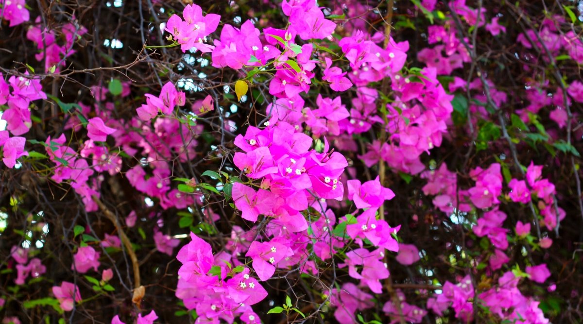 Close-up of a flowering Bougainvillea plant in a garden. Bougainvillea is a vibrant flowering vine known for its colorful bracts that surround its small, inconspicuous flowers. These bracts come in bright pink color, creating a striking display against its bright green foliage.