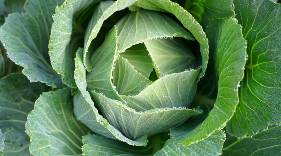 Starting Cabbage What Can I Plant in February?