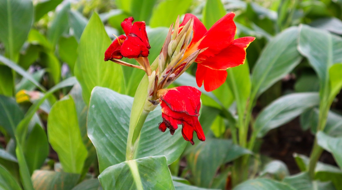Close-up of a flowering Canna lily plant in a sunny garden. Canna lilies are distinguished by their large, banana-like leaves and bold, showy flowers that come in bright red. These flowers are clustered at the top of tall, sturdy stems.