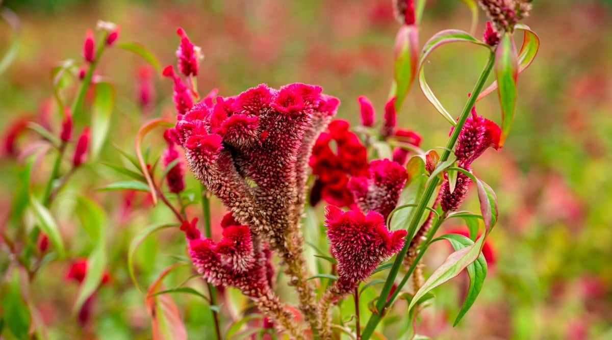 Fuchsia-hued celosia flowers stand out against their foliage, characterized by green leaves accented with pink edges. Resembling the flamboyant crest of a rooster, these unique blooms captivate with their intricate form and vibrant color palette.
