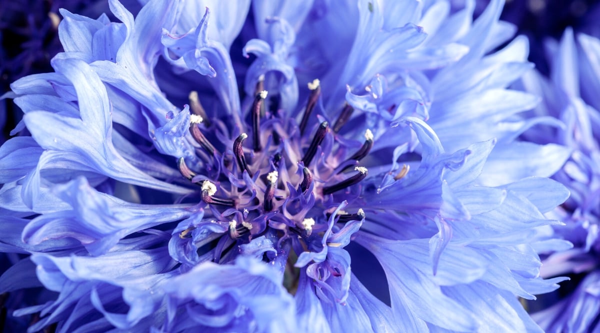 An extreme close-up reveals the delicate details of a bachelor's button flower, featuring blue petals. Deep purple stamens curl gracefully, contrasting beautifully against the flower's intricate structure, creating a captivating botanical portrait.
