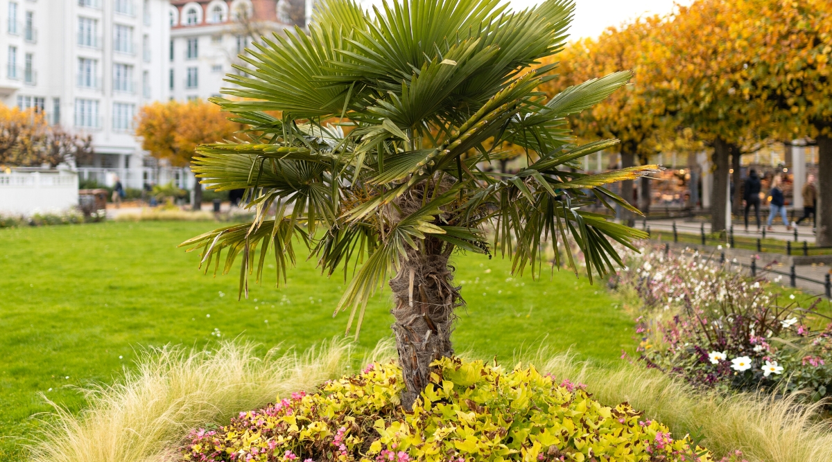 Close-up of a Mediterranean Fan Palm in a garden. Mediterranean Fan Palm, also known as Chamaerops humilis, is characterized by its fan-shaped fronds arranged in a compact crown atop a solitary trunk. The palm's leaves are a deep green color and have a pleated texture, adding to its visual appeal.
