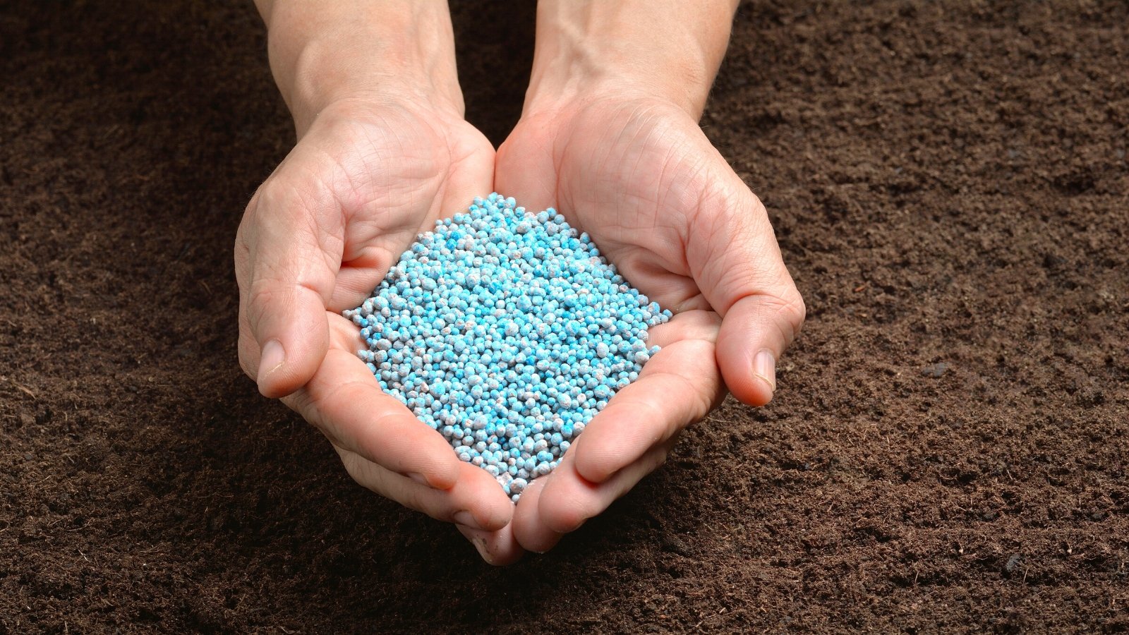 Close-up of a gardener's hands full of chemical fertilizers against the background of soil. These chemical fertilizers come in the form of many small, round, blue granules.