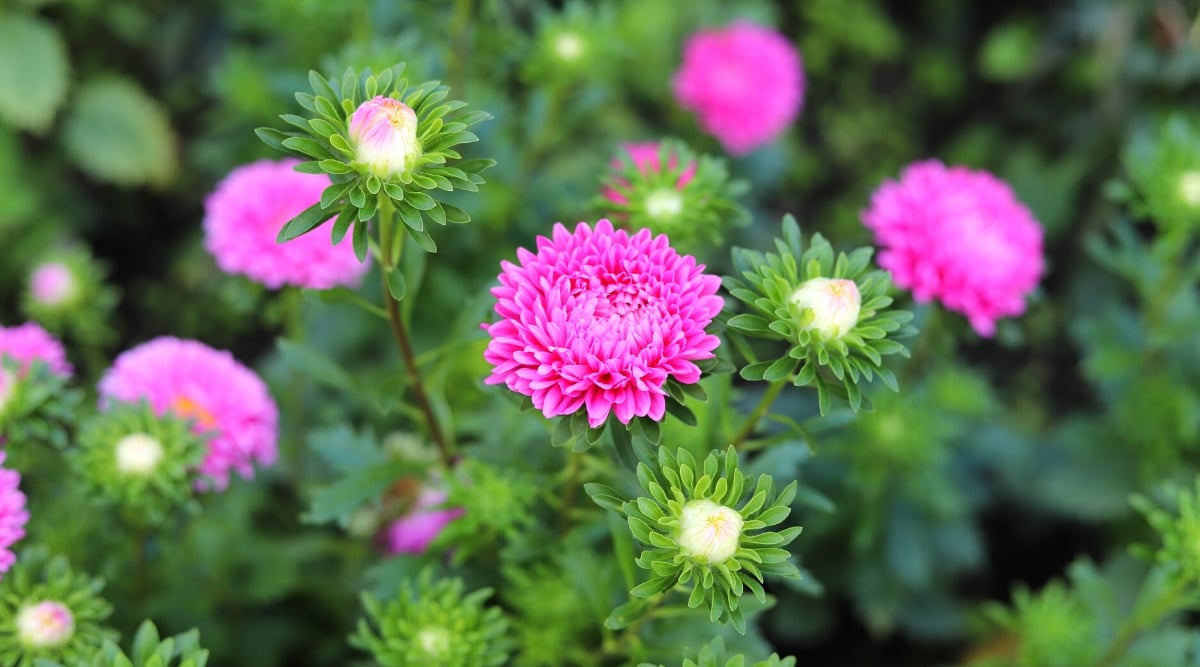 Pink and ruffled China aster flowers delicately bloom, their petals unfurling gracefully amidst dense green foliage. In the blurred background, a profusion of these delicate blooms emerges, creating a picturesque tapestry of vivid hues.
