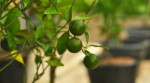 Calamondin | Citrus madurensis - Pot de 9 litres, hauteur 80/100 cm - Gamm vert