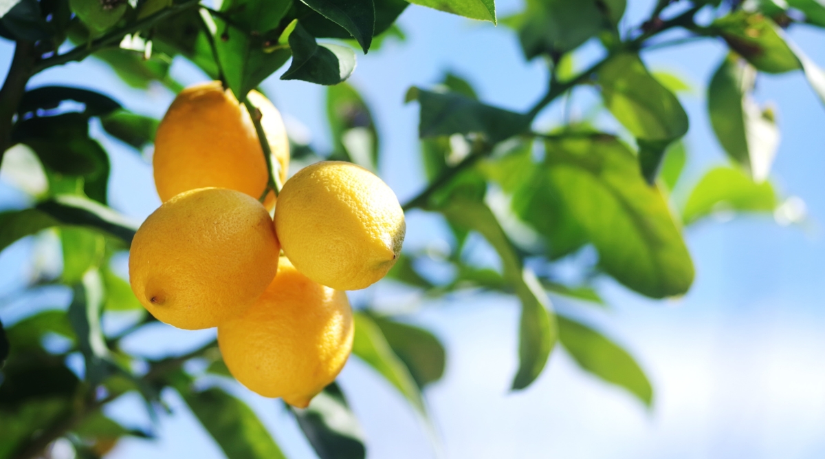 Close-up of ripe lemons on a tree, against the blue sky in the garden. Lemon Tree, or Citrus limon, is a small evergreen tree with glossy, dark green leaves. Its lemon-yellow fruits are oval-shaped and feature a smooth, thin skin with a tangy, acidic pulp inside.