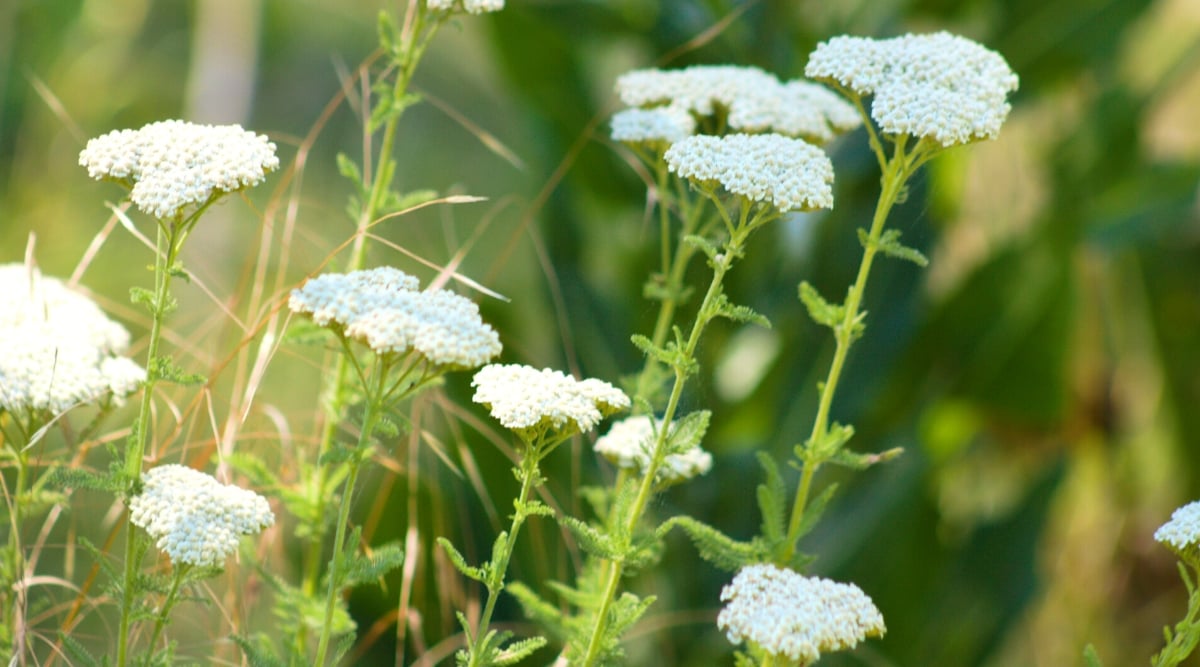 Close-up of a flowering Yarrow plant in a sunny garden against a blurred green background. It features fern-like, aromatic foliage comprised of finely divided, feathery leaves arranged in an alternating pattern along slender stems. Yarrow produces flat-topped clusters of small, daisy-like flowers in shades of white.