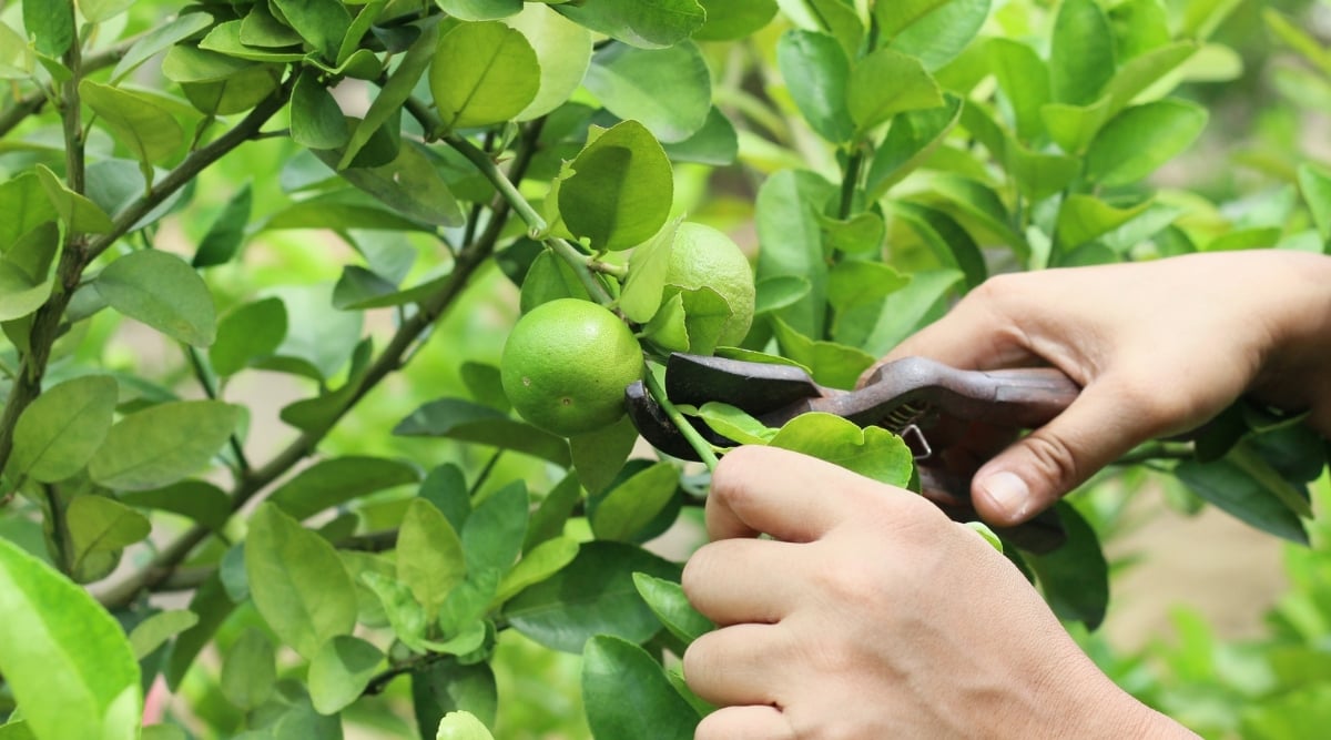 A person's hands delicately trim a branch from a yuzu plant, employing pruning shears for precision. The plant showcases lush foliage, while its branches bear green fruits, promising a citrusy harvest to come.