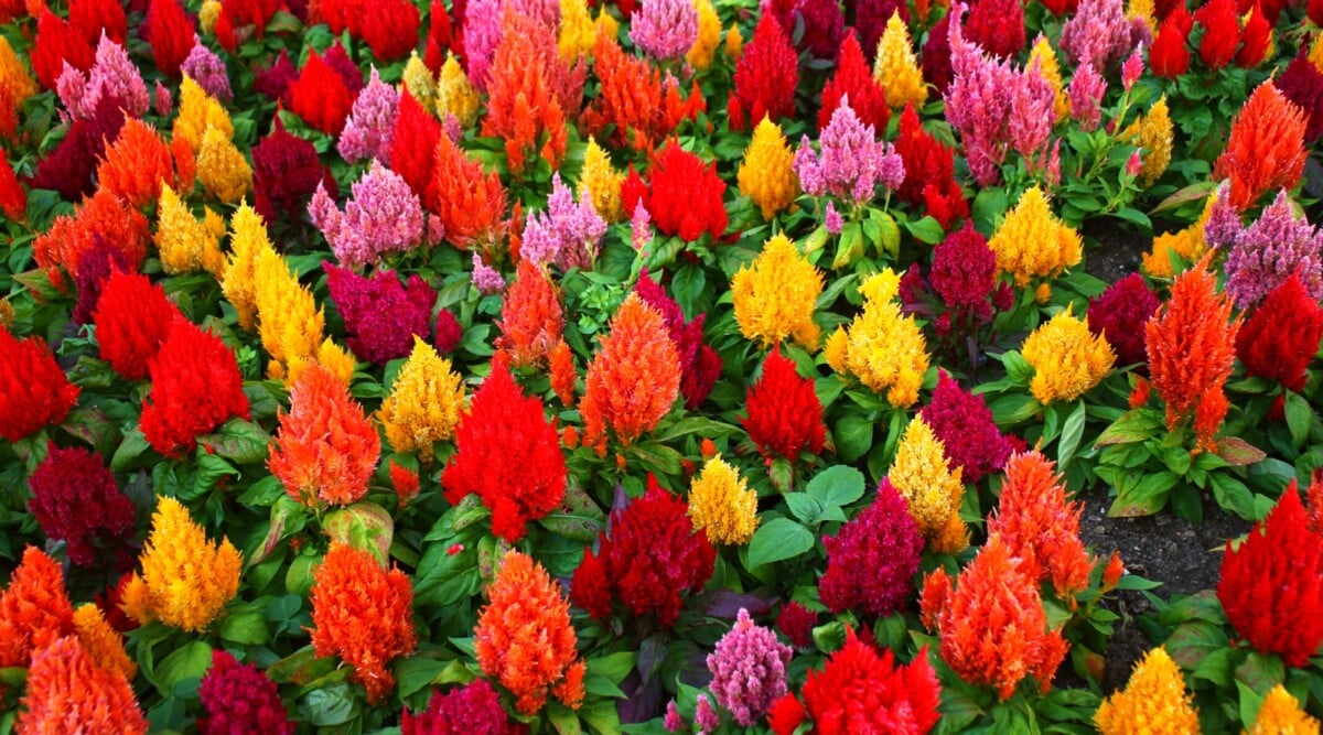 A display of celosia flowers in a variety of hues, ranging from striking reds and deep crimson to sunny yellow, vibrant orange, and regal purple. The lush green leaves beneath add a contrasting backdrop to this kaleidoscope of colors.