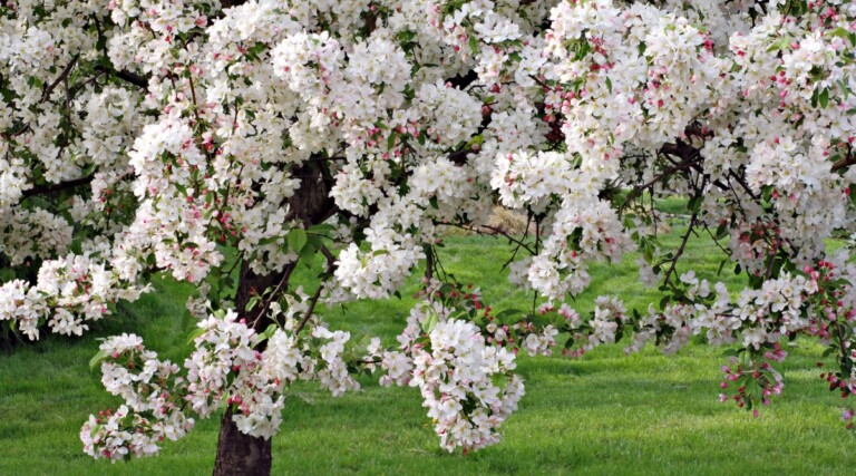 11 Trees That Boost Property Value