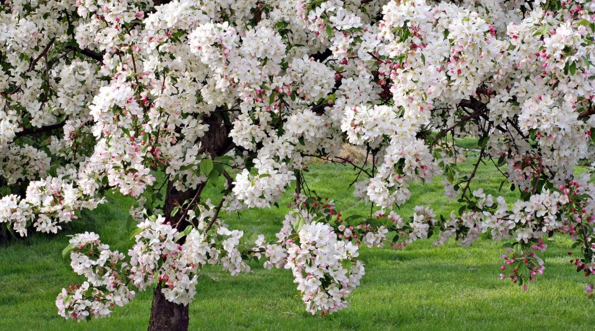 A close-up of a flowering Crab tree reveals clusters of pristine white blossoms adorning its branches, creating a picturesque display of nature's elegance. The finely textured petals delicately dance in the breeze against a backdrop of lush green lawn, enhancing the tree's enchanting charm.