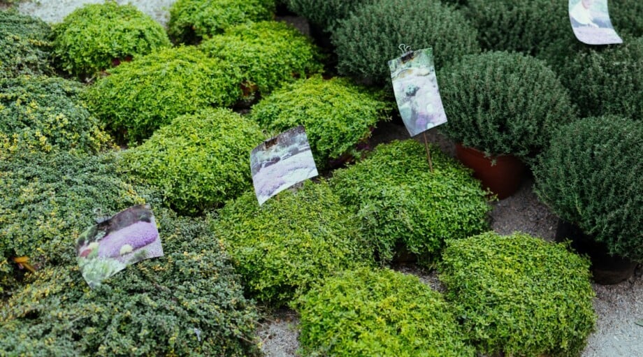 How to Plant, Grow, and Care for Creeping Thyme