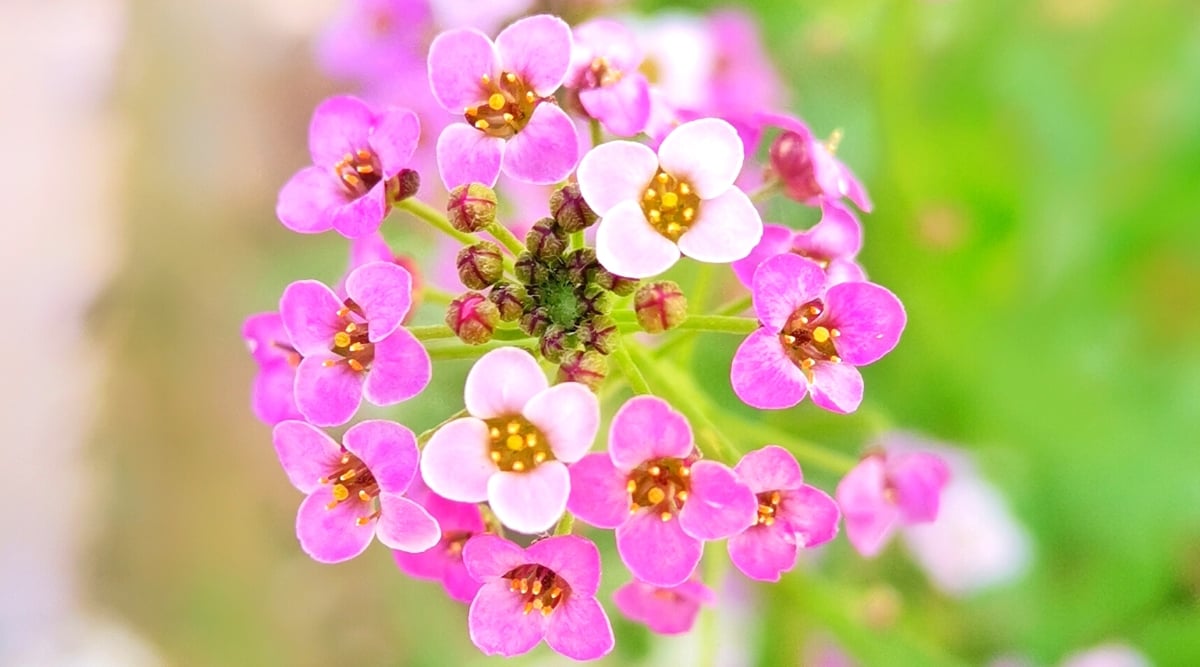 A close-up reveals a cluster of delicate pink alyssum flowers, their petals forming a captivating bloom. Illuminated by gentle light, the flowers exude a soft, radiant glow, creating a picturesque scene of natural beauty and tranquility.
