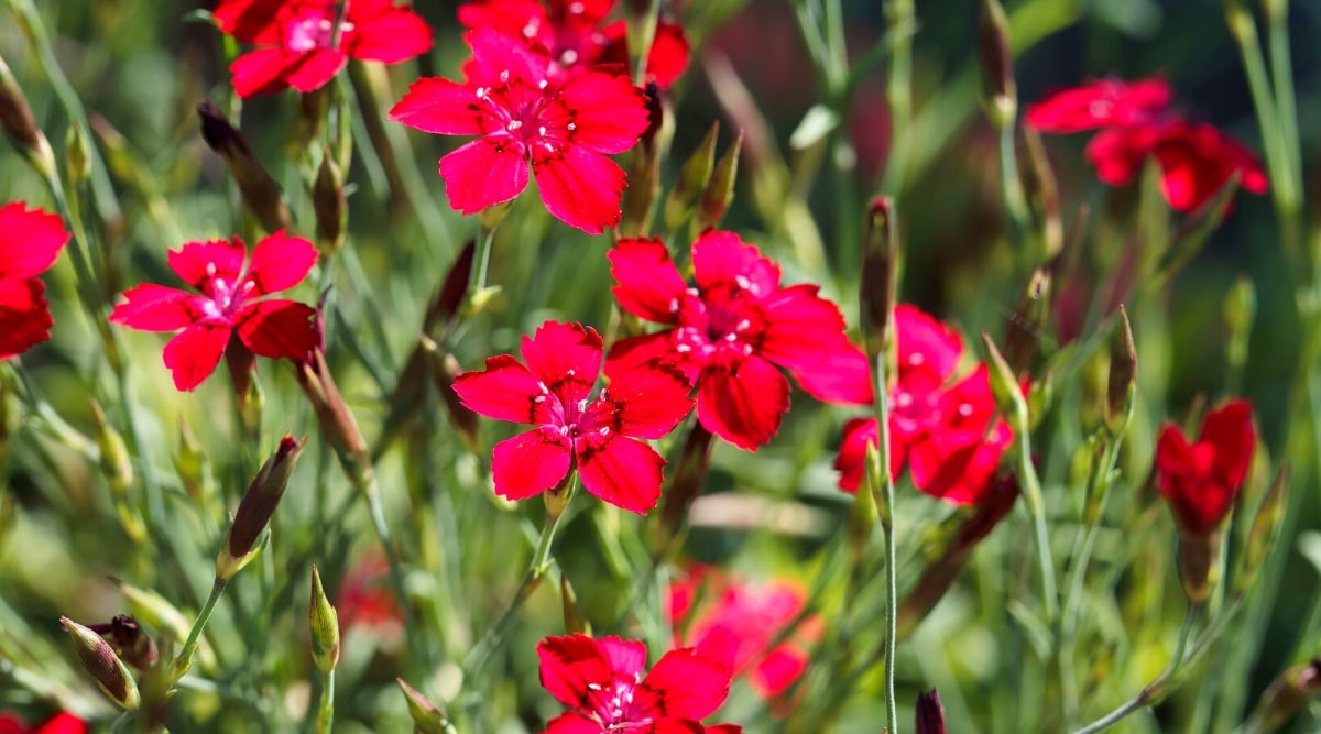 Fuchsia pink dianthus flowers capture the sunlight's warmth and glow, radiating an aura of natural beauty. Slender stems gracefully uphold these delicate blossoms, offering support and elegance as they sway gently in the breeze.
