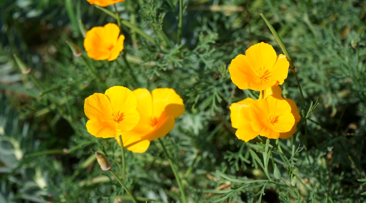 Close-up of blooming California Poppy plants in a sunny garden. California Poppy, or Eschscholzia californica, is characterized by its delicate, cup-shaped flowers in shades of orange. These flowers sit atop slender stems with finely divided, fern-like foliage.