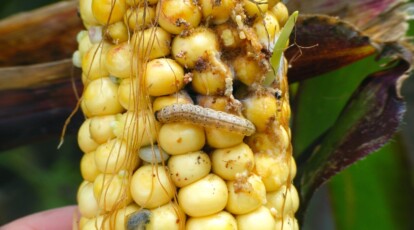 Popcorn Infection How To Grow Your Own Popcorn