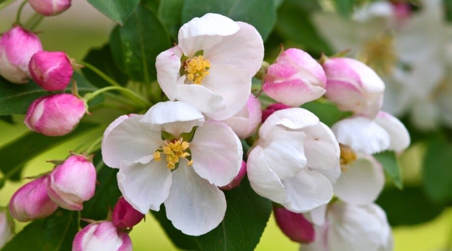 Flowering Crabapple Tree Facts