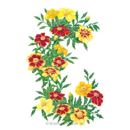 Favourite Blend French Marigold Seeds