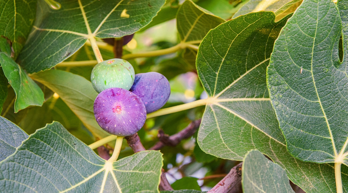 Close-up of Common Fig with ripe fruits. Common Fig, or Ficus carica, is characterized by its large, lobed leaves with a rough, hairy texture on the surface and a velvety texture underneath. The fig tree produces unique, pear-shaped fruits called figs, which vary in color from green to purple.