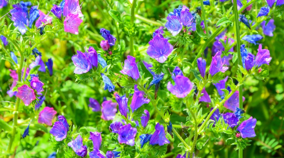 Viper's bugloss flowers, vivid in purple hue, bask in the warm sunlight. The rich foliage that envelops them enhances the picturesque scene, adding depth and contrast to the blossoms.
