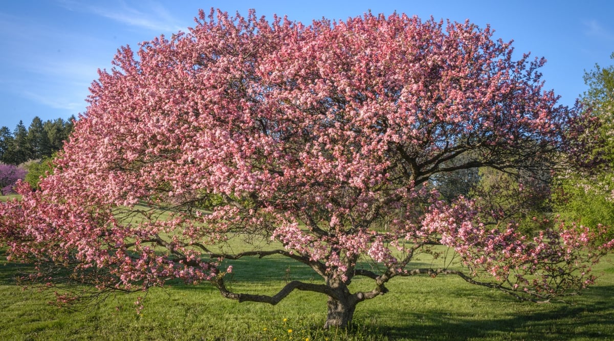 A close-up of the flowering Crab Apple tree stands adorned in stunning pink blossoms, creating a captivating spectacle against a backdrop of lush green grass. Branches and stems showcase graceful architecture, bearing the weight of the abundant blooms. The large tree stands proudly on a lawn under the expansive blue sky, adding a touch of natural beauty to the surroundings.