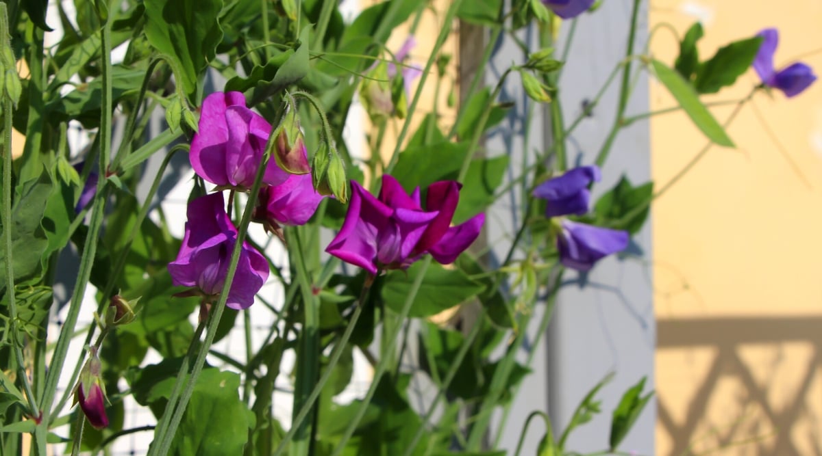 A sweet pea vine showcases a delightful array of purple and blue flowers, their hues dancing in harmony. The vine bathes in the warm sunlight, creating a picturesque scene of nature's beauty.
