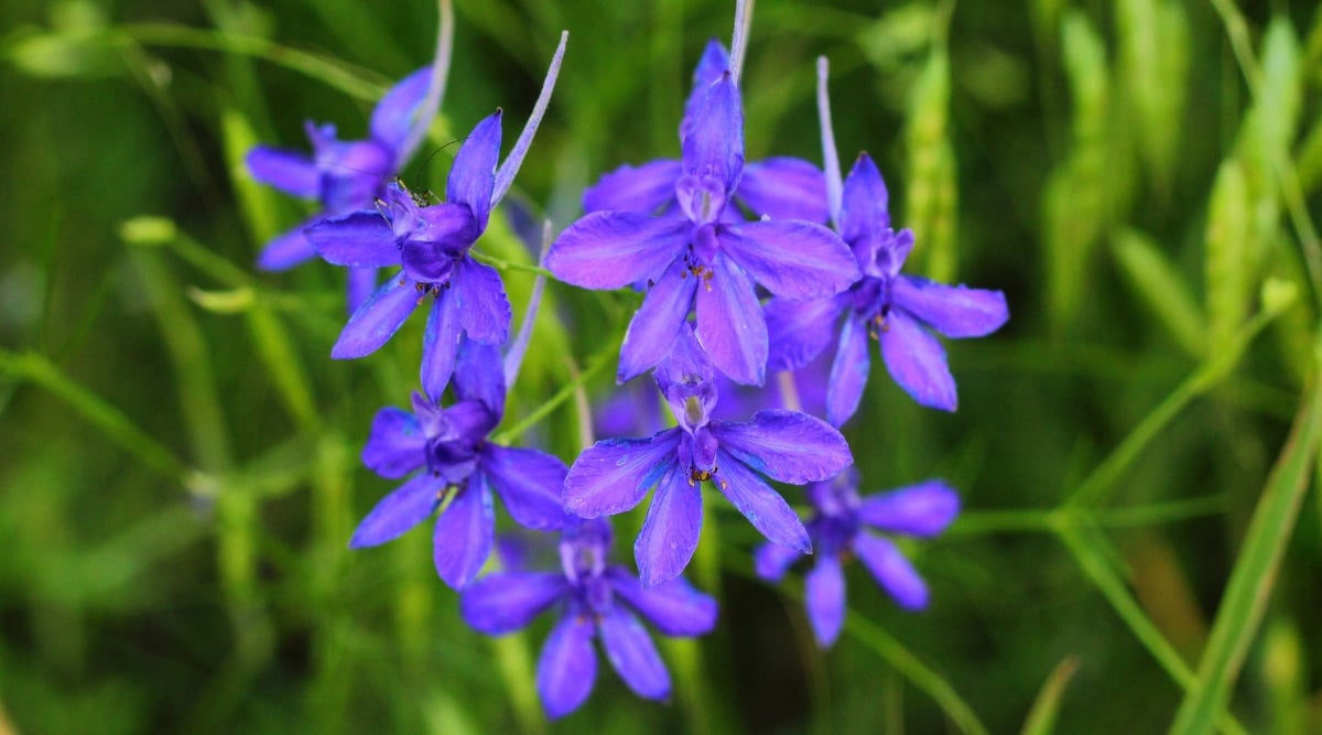Blue larkspur flowers stand in full bloom. Behind them, tall grasses sway gently, their blurred outlines lending an air of soft tranquility to the scene, inviting serene contemplation amidst nature's embrace.
