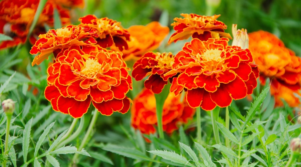 Close-up of blooming French Marigolds against a blurred green background. French Marigolds present a vibrant appearance characterized by compact, bushy plants adorned with an abundance of small, daisy-like flowers. The flowers come in various shades of yellow, orange, and red. The petals are a rich red-orange color with thin yellow edges. The foliage is finely divided with a dark green color.